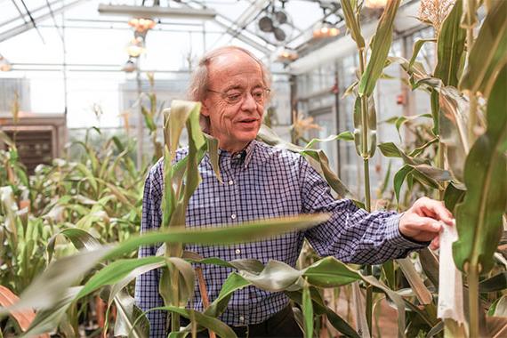 James Birchler in greenhouse